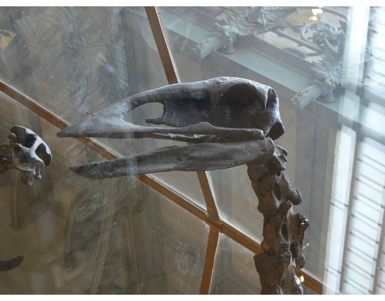 Скальный длинноклювый крапивник фото