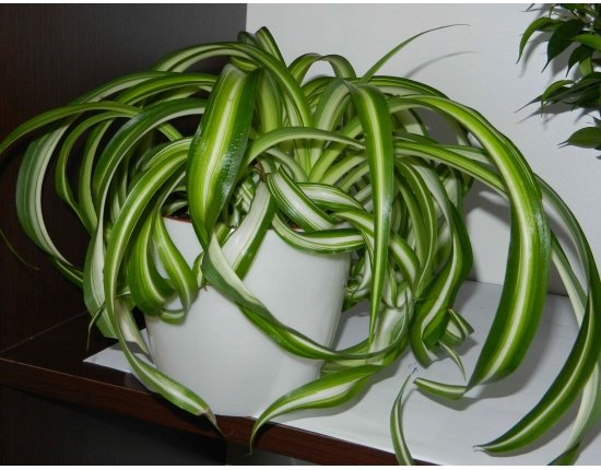 Комнатное растение хлорофитум фото