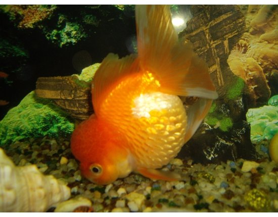 Фото болезней аквариумных рыб