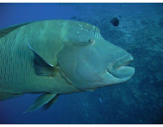 Рыба с прозрачной головой фото
