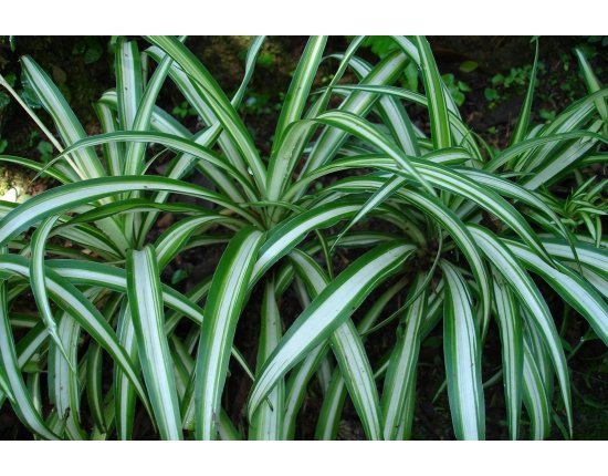 Комнатное растение хлорофитум фото