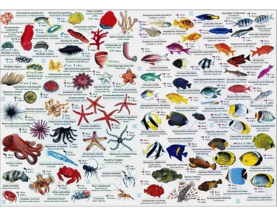 Разновидности морских рыб фото