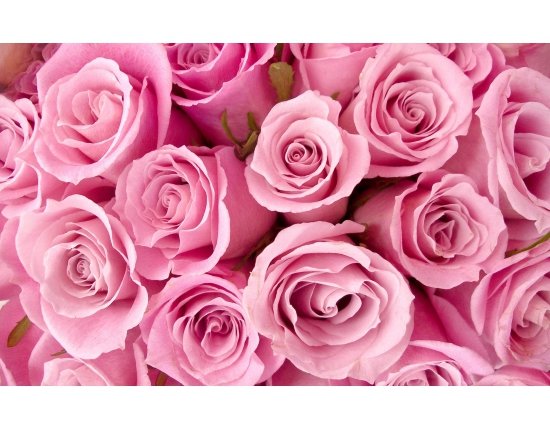 Фото цветов розовых