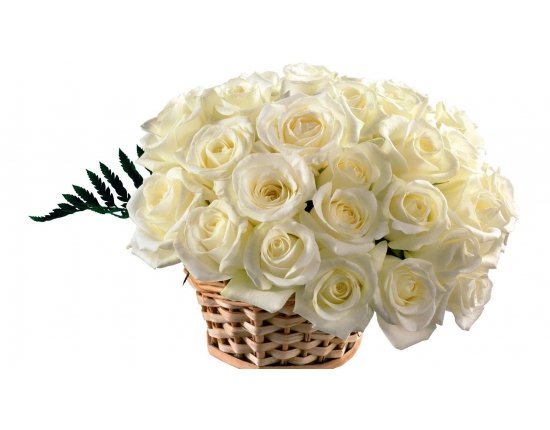 Фотообои белые розы фото