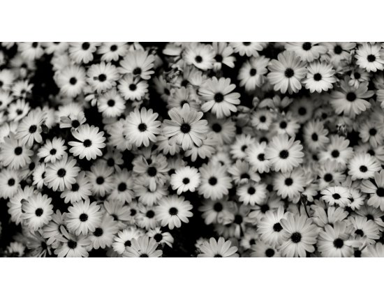Скачать Картинки чернобелые цветы 1920x1080 px