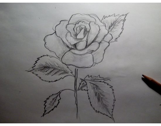 Рисунки ручкой цветы