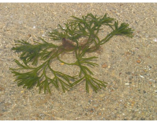 Морские водоросли красные фото