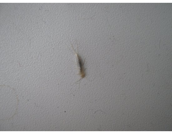 Белые насекомые в квартире фото