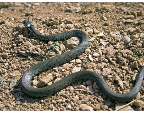 Змеи украины фото