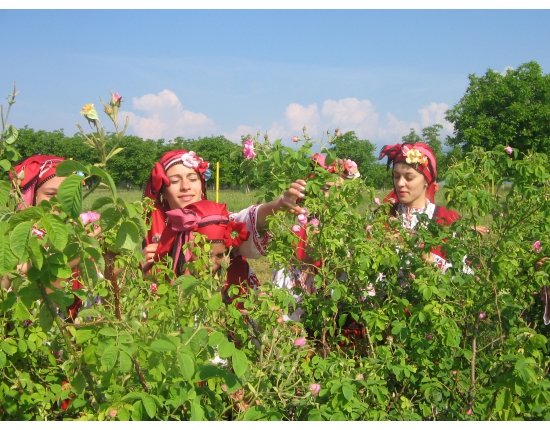 Розы болгарии фото