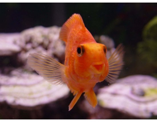 Каталог аквариумных рыб с фотографиями