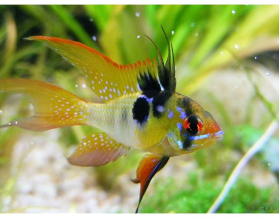 Каталог аквариумных рыб с фотографиями