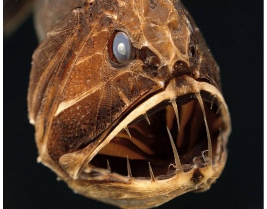 Картинки самых страшных рыб
