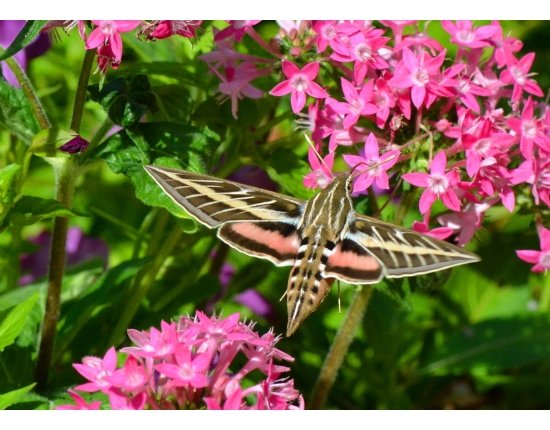 Зелёная бабочка-бражник фото