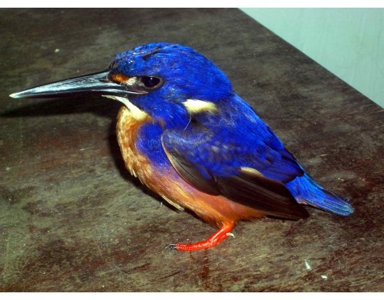 Синеухий зимородок (Alcedo) фото