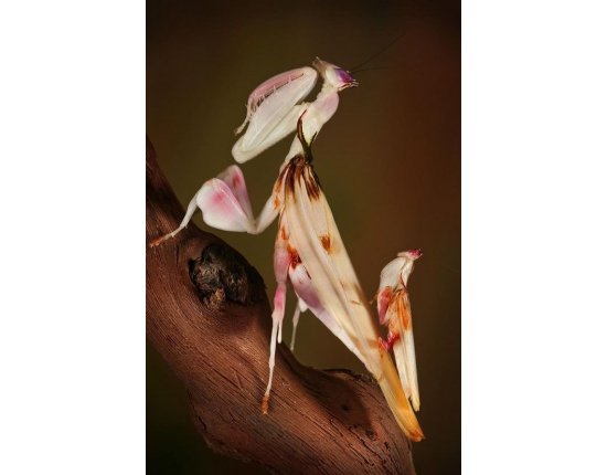 Орхидейный богомол фото