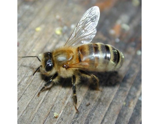 Среднерусская пчела фото